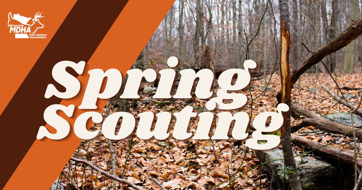 Spring Scouting For Deer in Minnesota