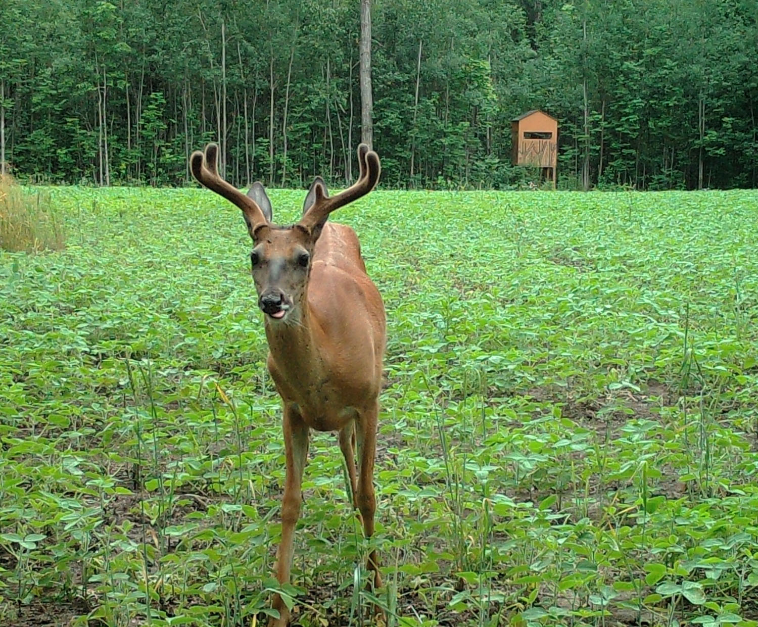 Minnesota Food Plot Deer Stand Placement