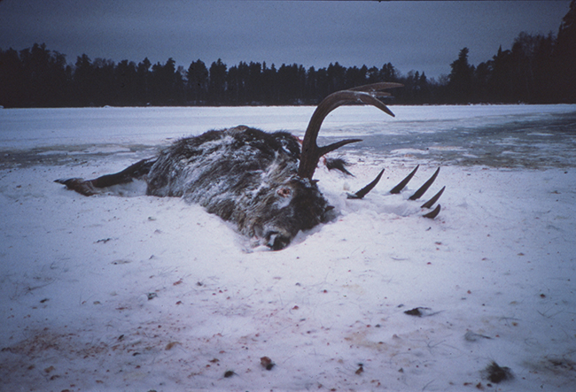 Deer Kill