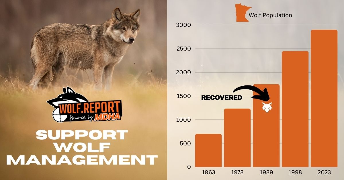 Wolf recovery in Minnesota