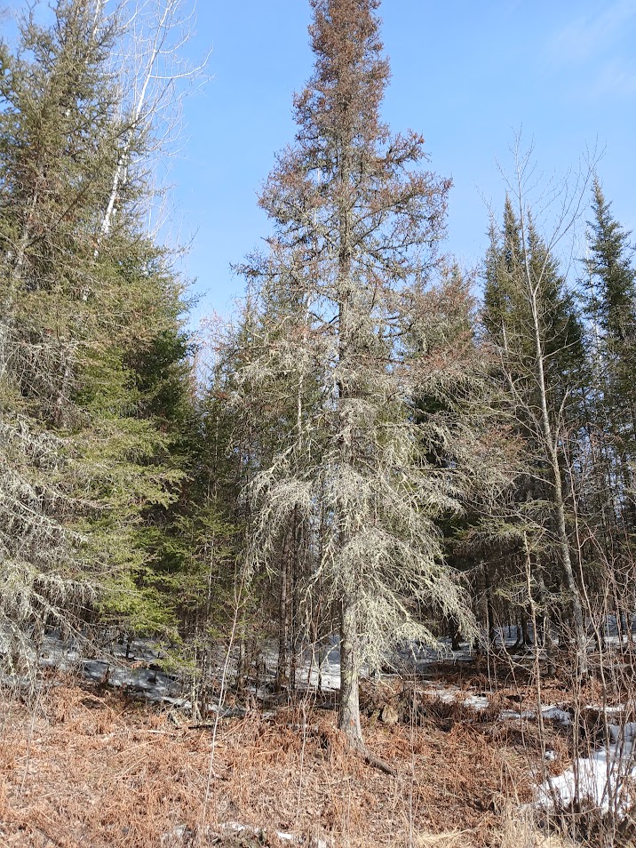Spruce Budworm