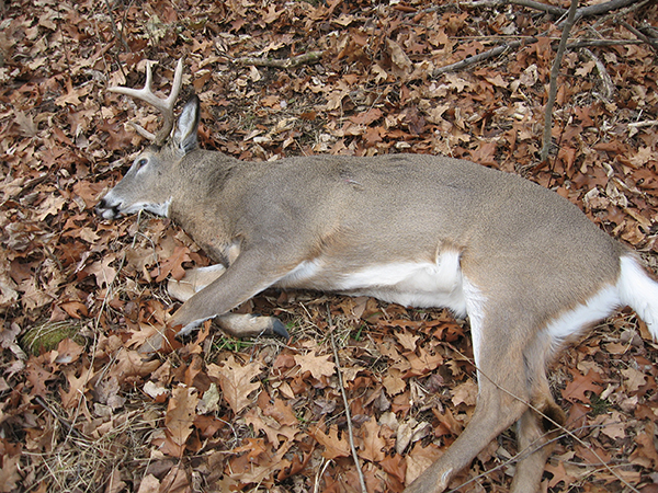 Crossbow Hunting In Minnesota