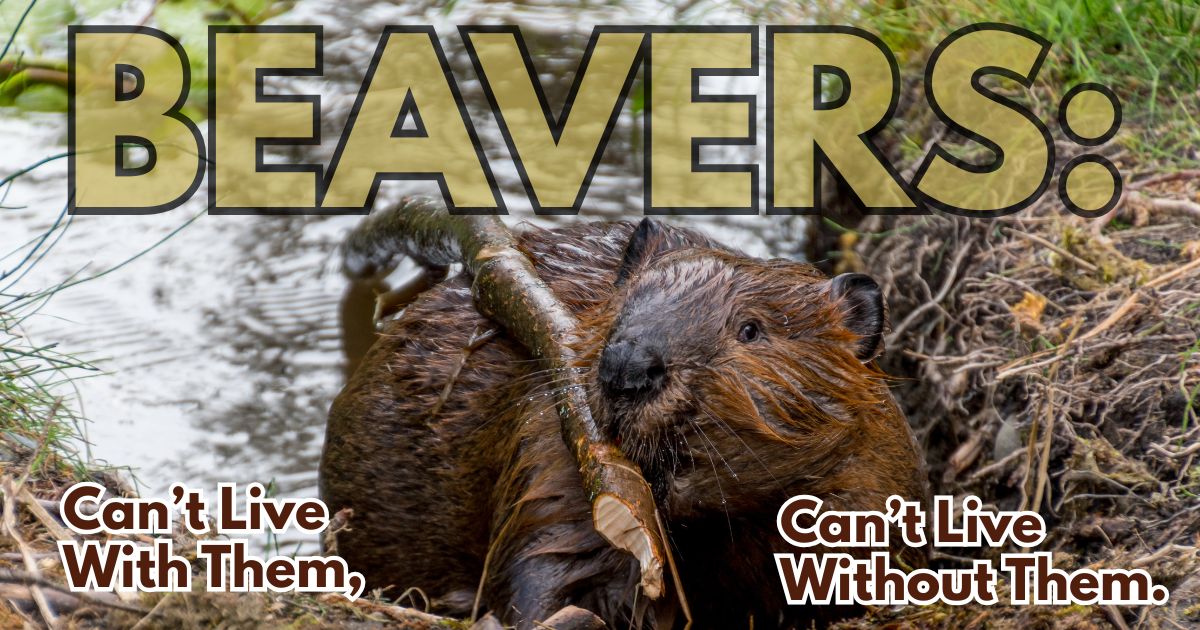 Beavers can help hunting