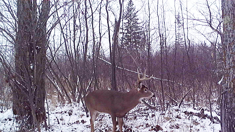 Hunting Mature Bucks