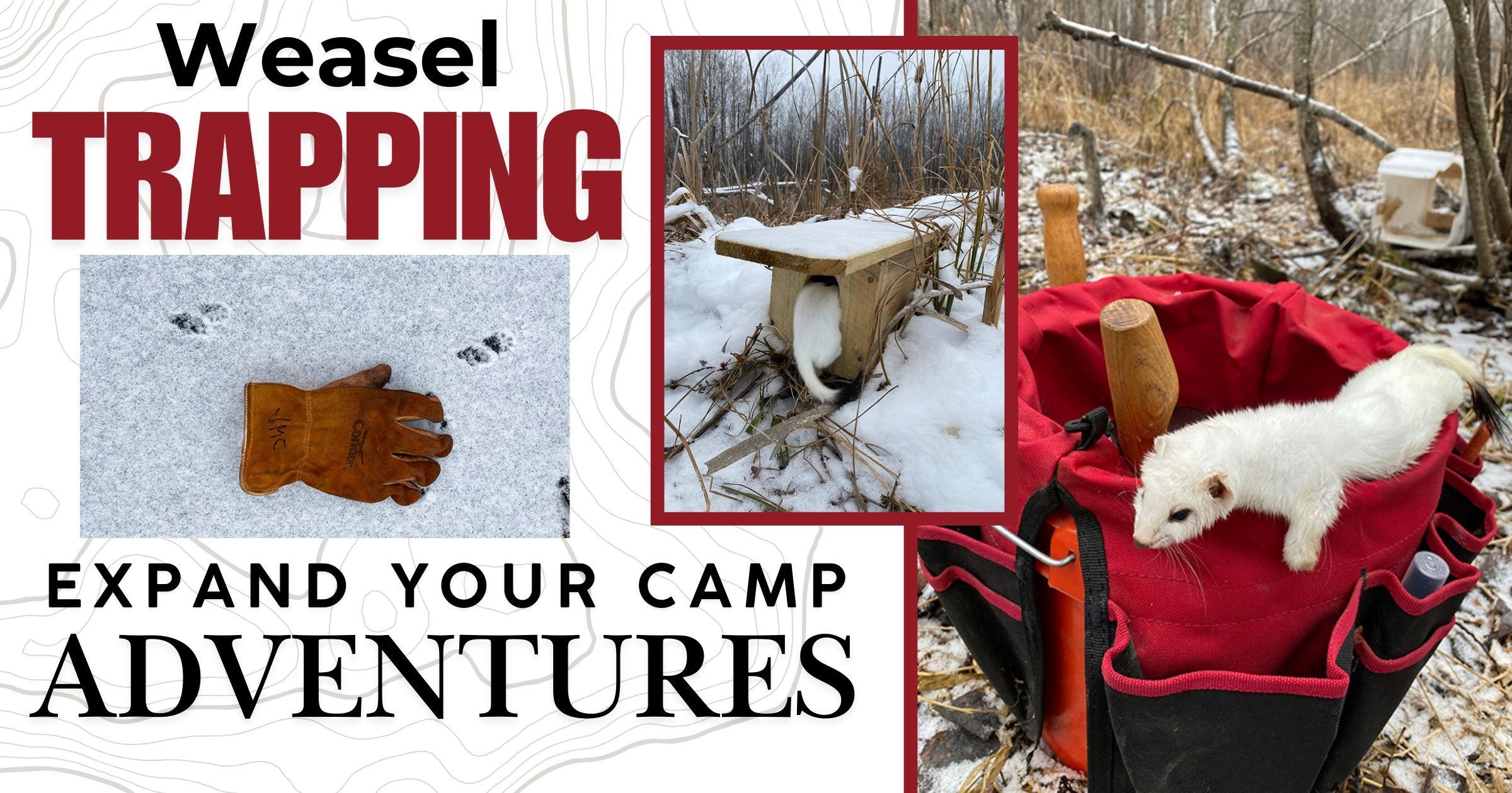 Weasel Trapping