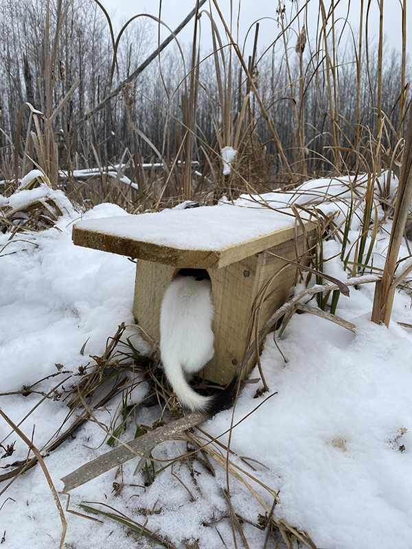 MN Weasel Trap