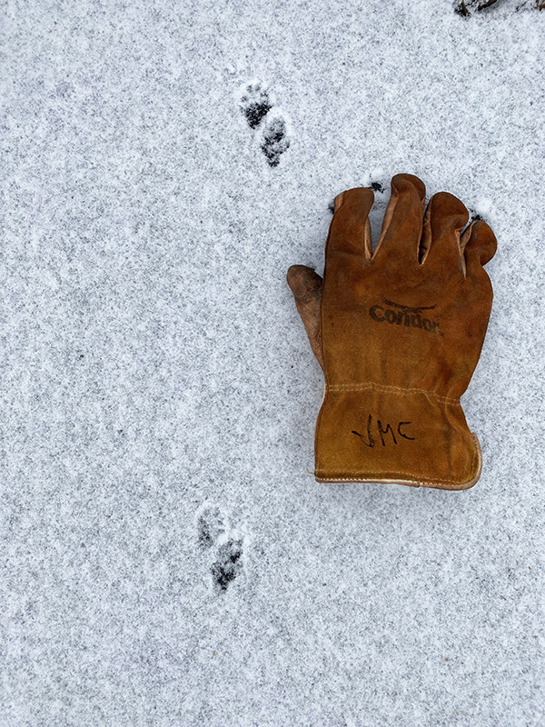 Weasel Tracks