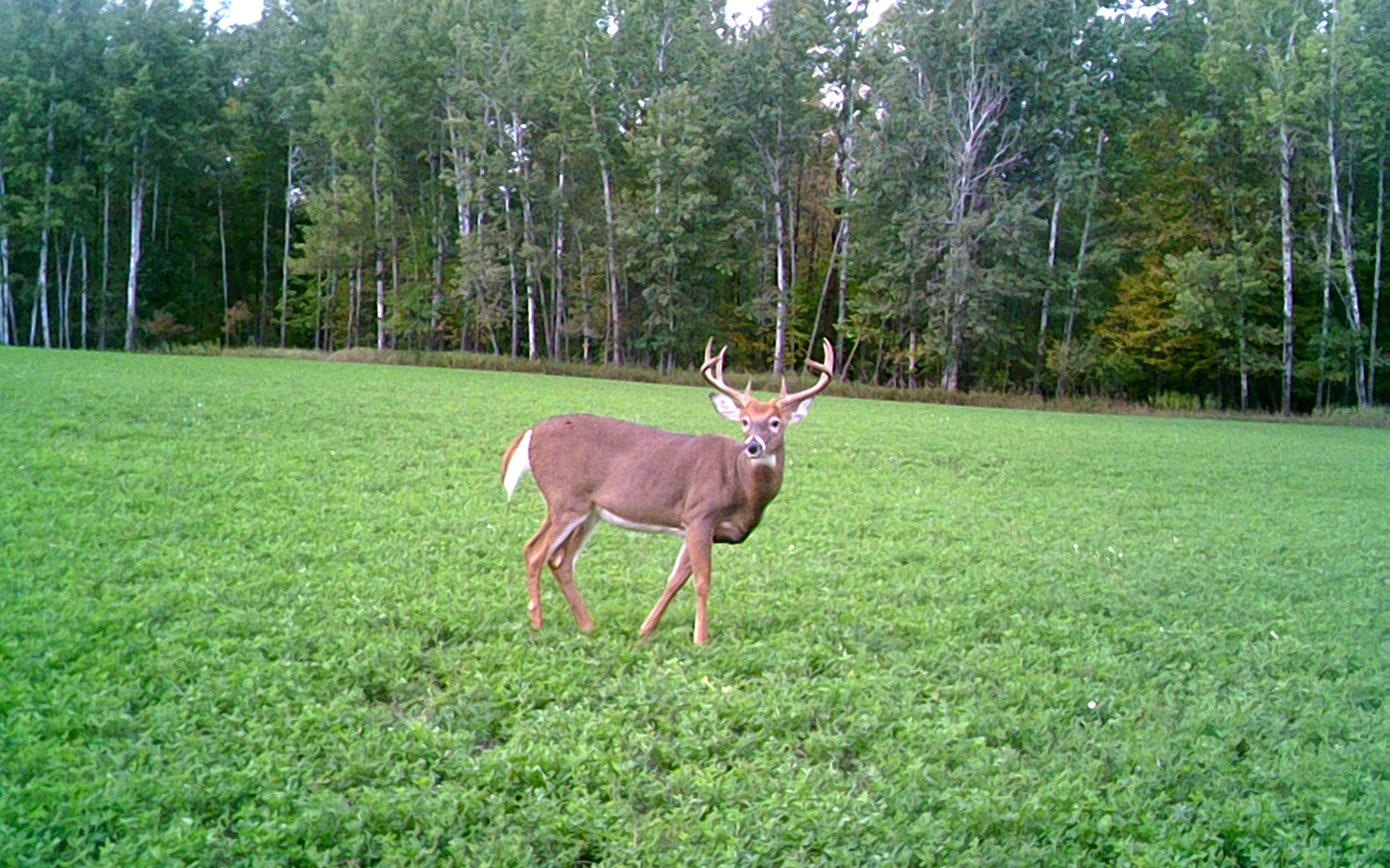 Winter Rye:  A Great Late Season Food Plot