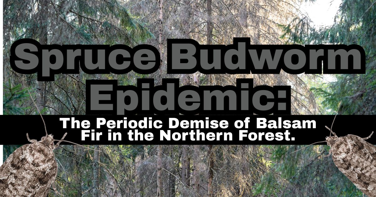 Spruce Budworm Epidemic:   The Periodic Demise of Balsam Fir in the Northern Forest 