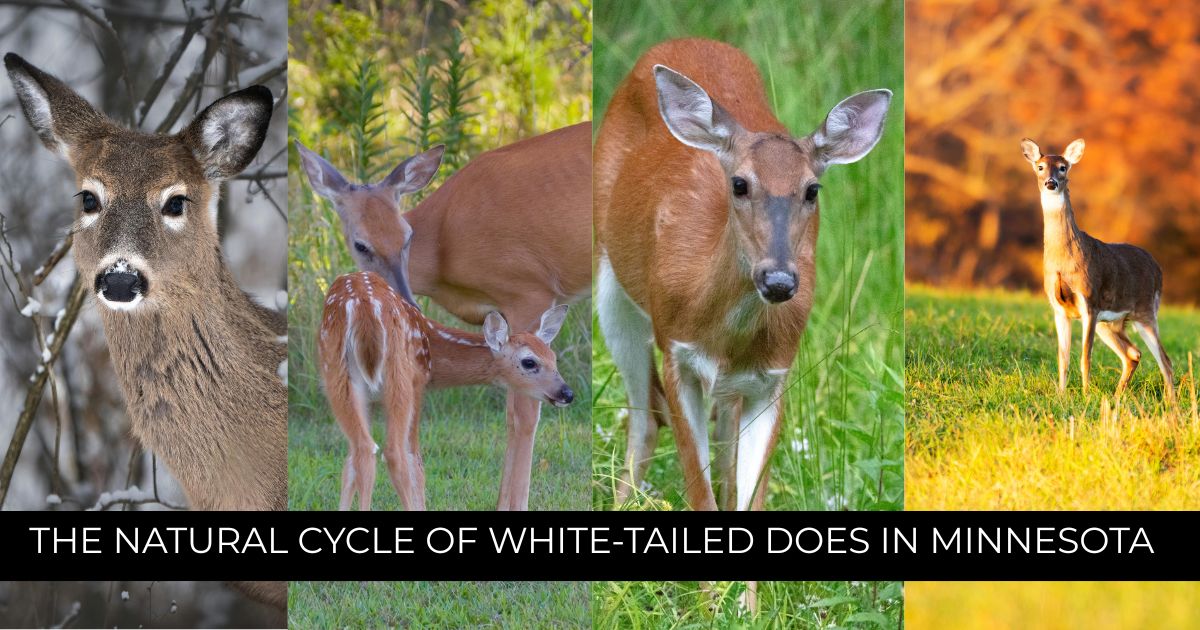 The Natural Cycle of White-tailed Does in Minnesota