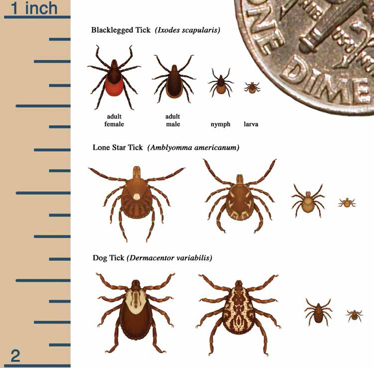 Wood Ticks