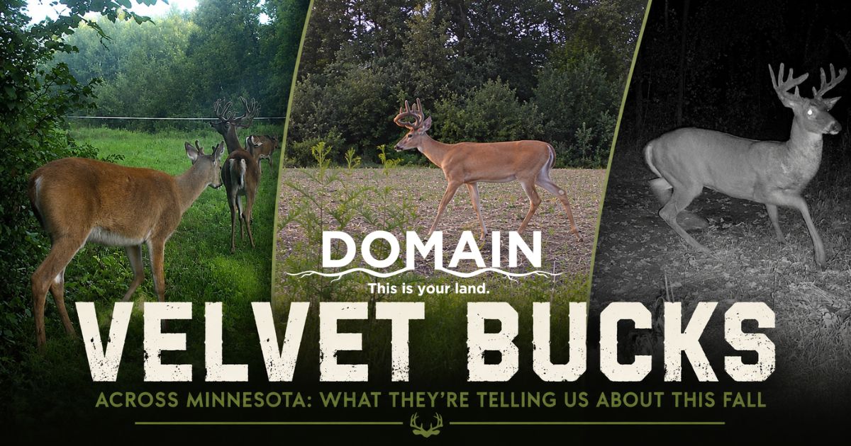 Minnesota Deer Hunters