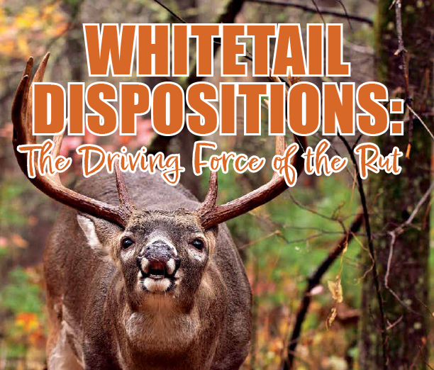 Whitetail Deer Rut
