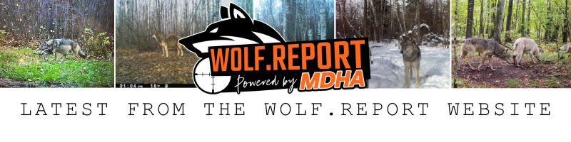 Wolf Report