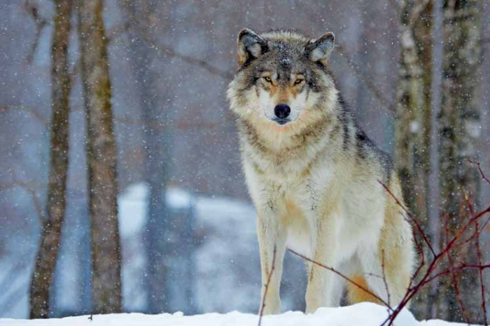 Minnesota Wolf Management