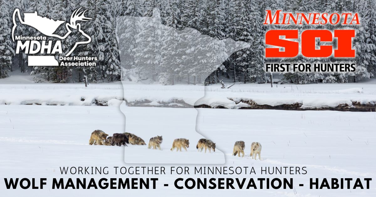 Advocating for Balanced Wolf Management in Minnesota 